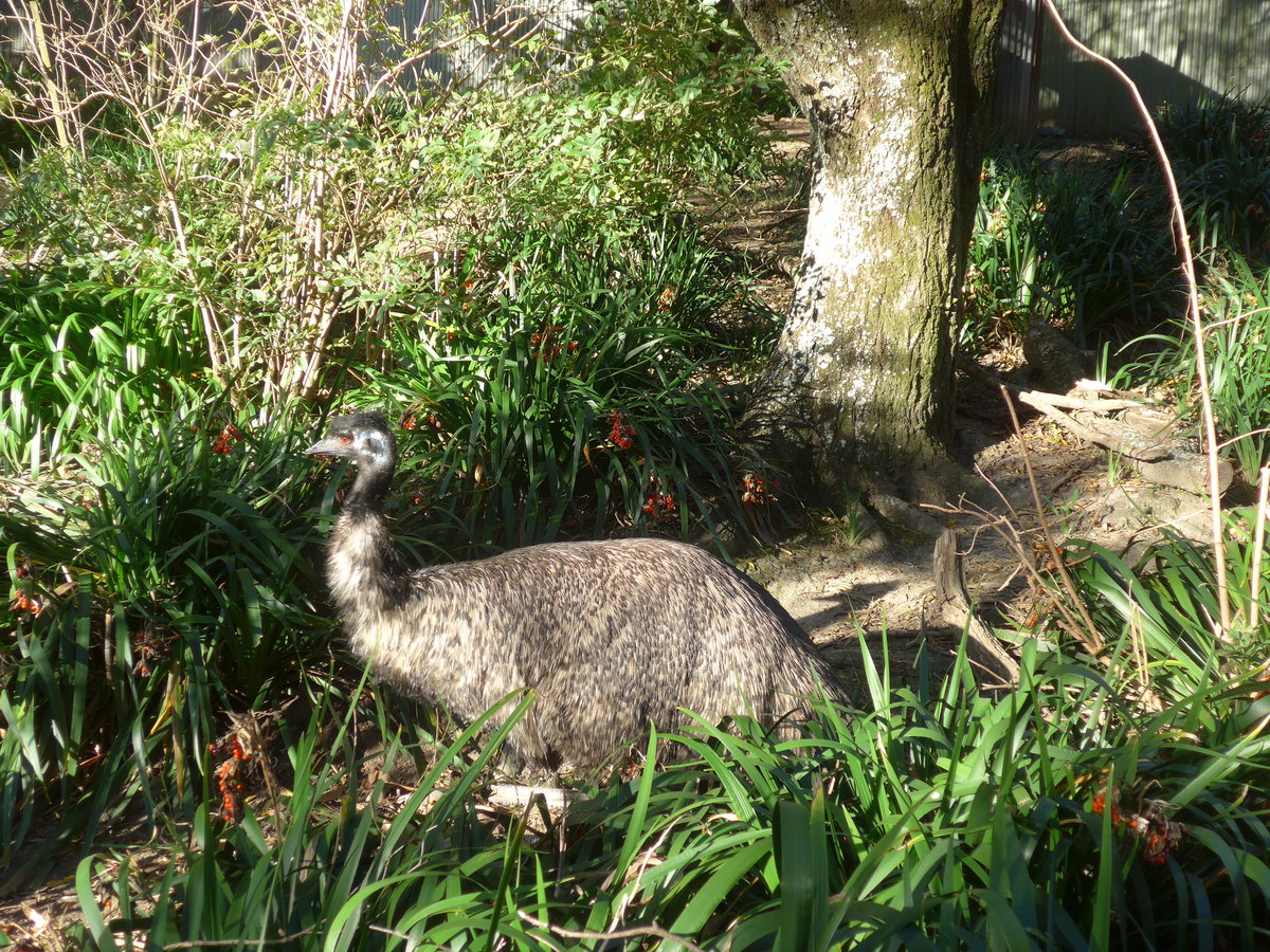 (191'516) - Emu am 26. April 2018 in Wellington, ZOO