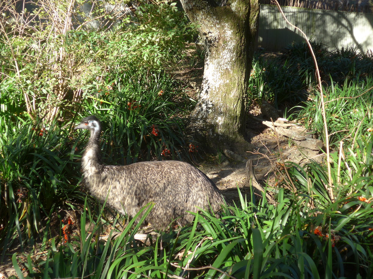 (191'517) - Emu am 26. April 2018 in Wellington, ZOO