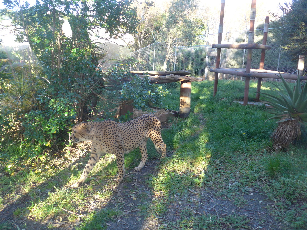 (191'533) - Gepard am 26. April 2018 in Wellington, ZOO