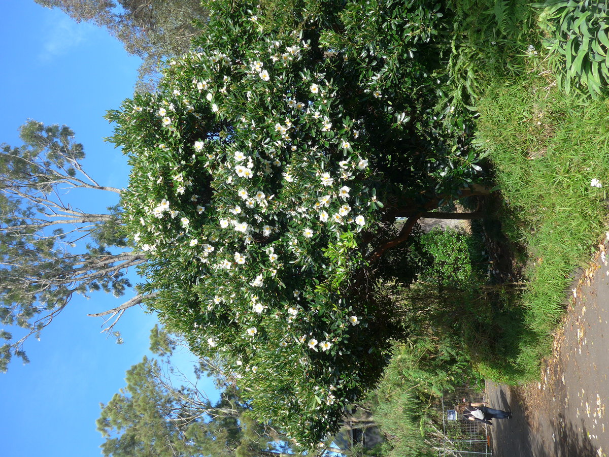 (192'209) - Blhender Baum im Park von Motat am 1. Mai 2018 in Auckland