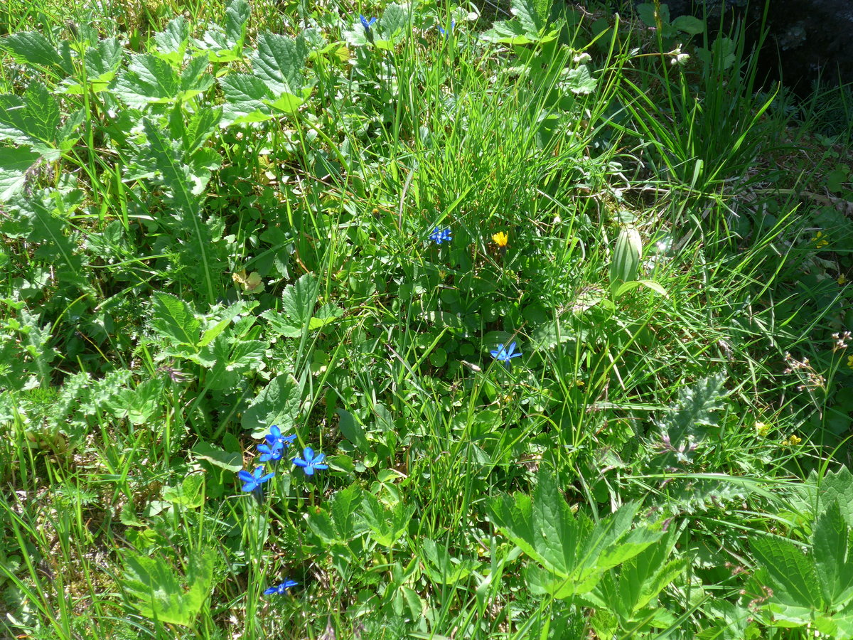 (195'268) - Alpenflora am 29. Juli 2018 auf dem Grimselpass