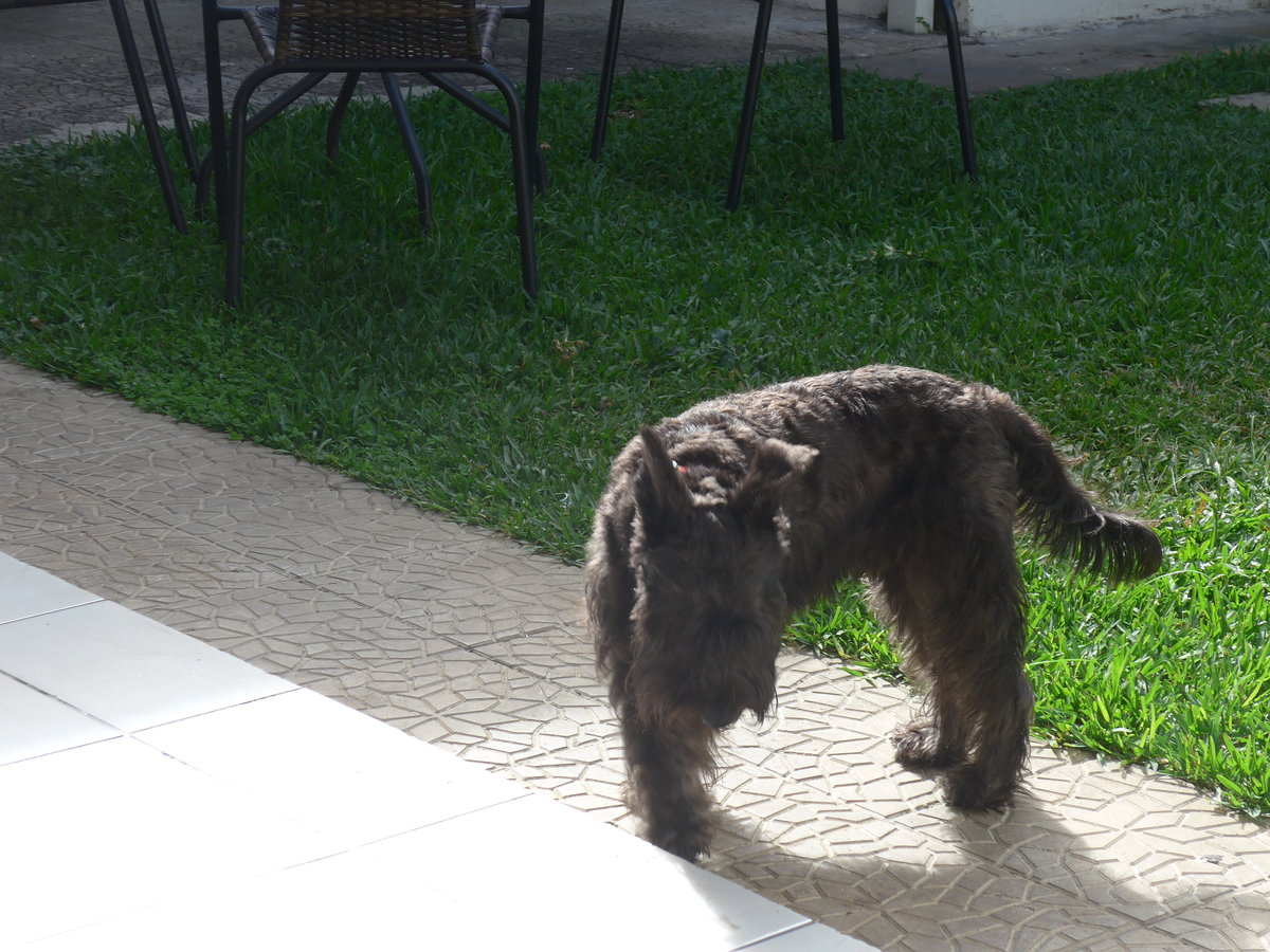 (211'079) - Hund am 13. November 2019 in San Jos