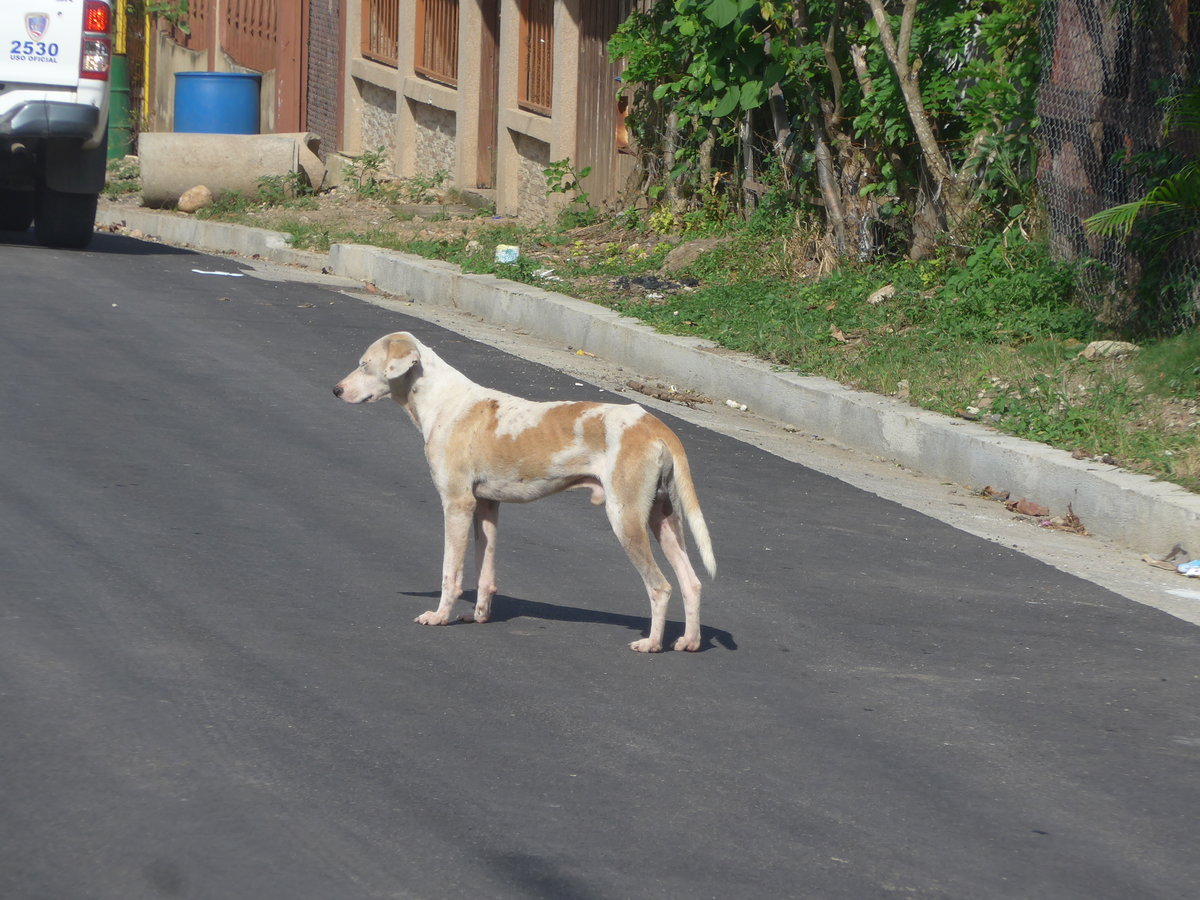 (211'895) - Hund auf der Strasse am 21. November 2019 in La Cruz