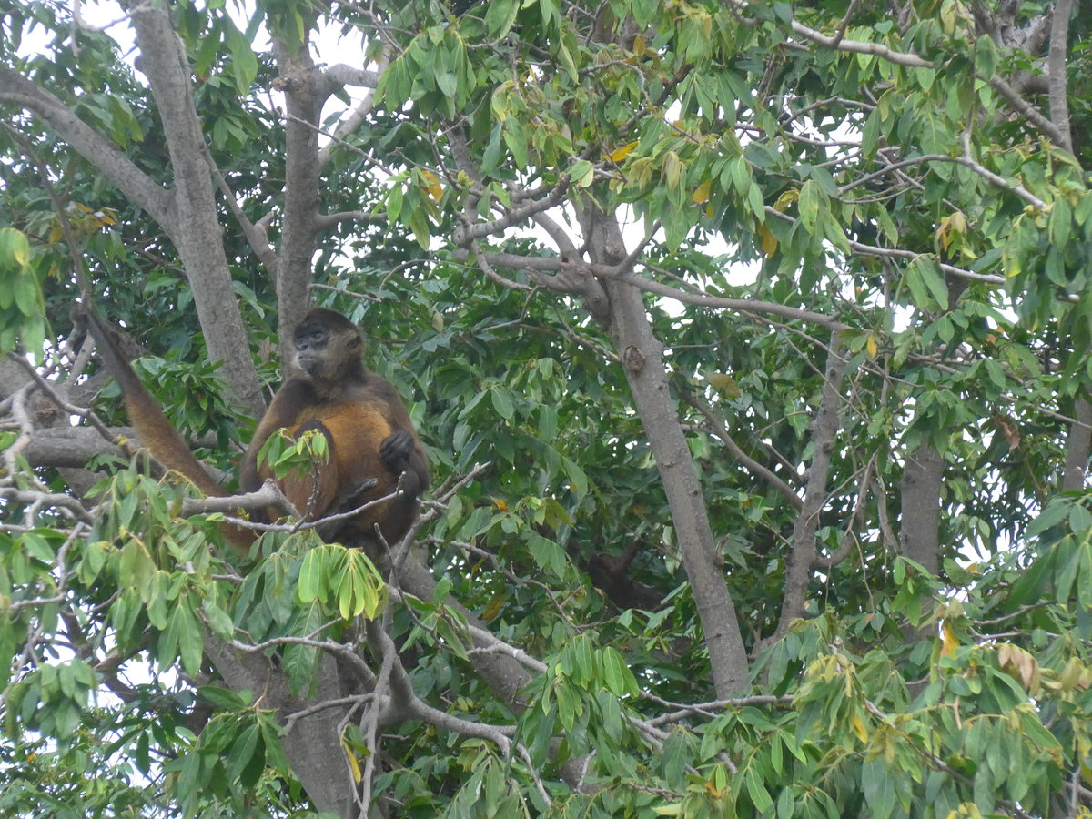 (212'122) - Ein Affe turnt auf dem Baum am 22. November 2019 bei Granada