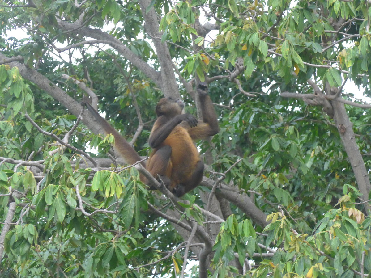 (212'123) - Ein Affe turnt auf dem Baum am 22. November 2019 bei Granada