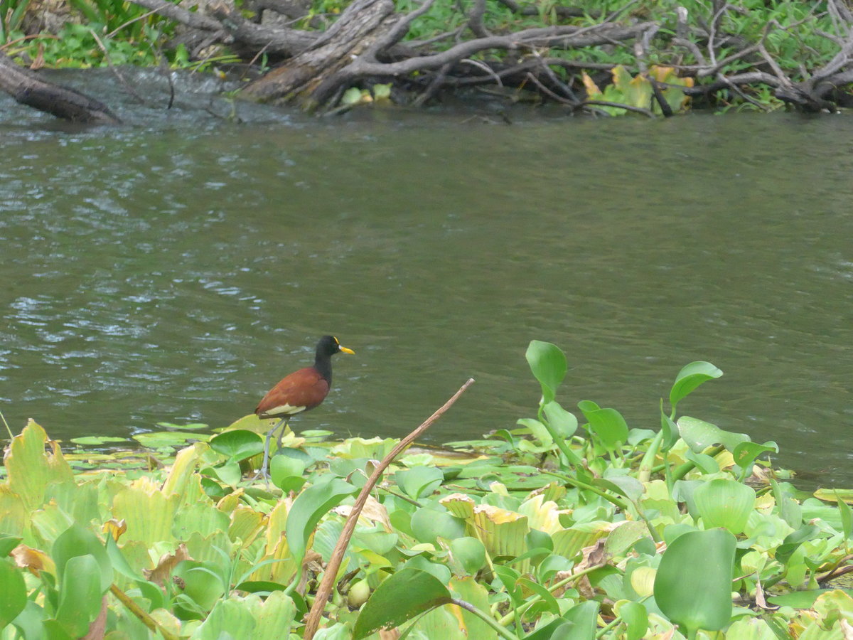 (212'133) - Bunter Vogel am Ufer des Nicaraguasees am 22. November 2019 bei Granada