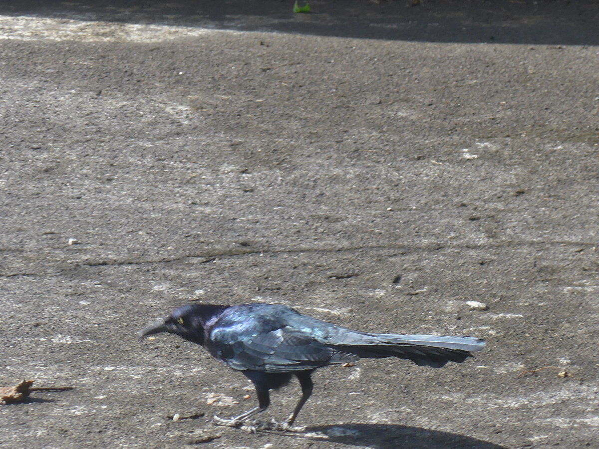 (212'454) - Vogel auf dem Platz am 26. November 2019 in Nuevo Arenal, Los Hroes