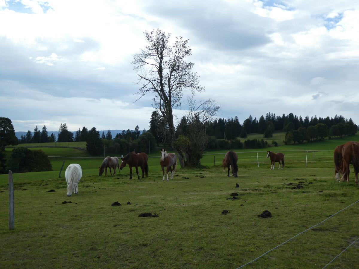(228'644) - Pferde auf der Scheidegger-Ranch am 3. Oktober 2021 bei Tramelan