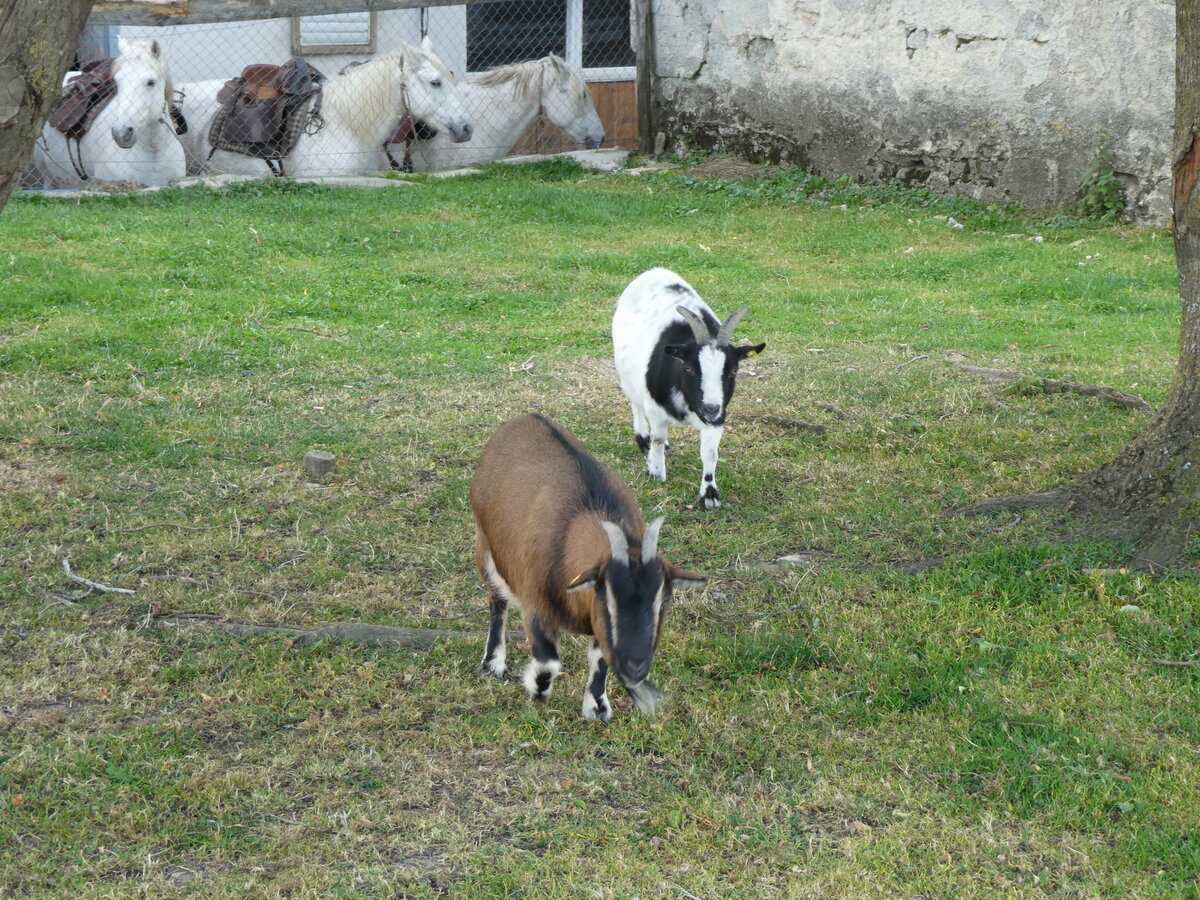 (228'654) - Ziegen auf der Scheidegger-Ranch am 3. Oktober 2021 bei Tramelan