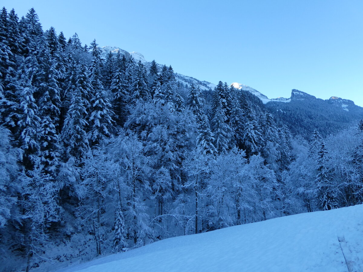 (243'620) - Verschneiter Wald am 8. Dezember 2022 bei Riemenstalden