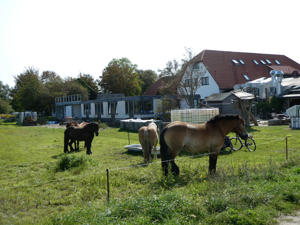 (254'635) - Weidende Pferde am 2. September 2023 in Vitte