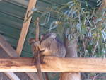 (190'222) - Koalabr am 18. April 2018 im Animal Park von Grantville