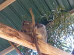 grantville-24/611412/190223---koalabaer-am-18-april (190'223) - Koalabr am 18. April 2018 im Animal Park von Grantville