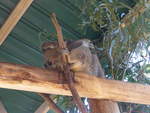 (190'224) - Koalabr am 18. April 2018 im Animal Park von Grantville