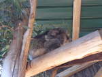 grantville-24/611414/190225---koalabaer-am-18-april (190'225) - Koalabr am 18. April 2018 im Animal Park von Grantville