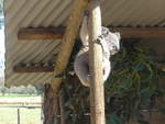 grantville-24/611415/190226---kletternder-koalabaer-am-18 (190'226) - Kletternder Koalabr am 18. April 2018 im Animal Park von Grantville