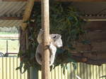 grantville-24/611416/190227---kletternder-koalabaer-am-18 (190'227) - Kletternder Koalabr am 18. April 2018 im Animal Park von Grantville