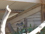 grantville-24/611417/190228---koalabaer-am-18-april (190'228) - Koalabr am 18. April 2018 im Animal Park von Grantville