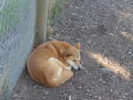 grantville-24/611426/190237---dingo-hund-am-18-april (190'237) - Dingo-Hund am 18. April 2018 im Animal Park von Grantville