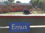 grantville-24/611427/190238---gwundriges-emu-am-18 (190'238) - 'Gwundriges' Emu am 18. April 2018 im Animal Park von Grantville 
