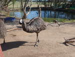 (190'239) - Emu am 18. April 2018 im Animal Park von Grantville
