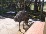 (190'240) - Emu am 18. April 2018 im Animal Park von Grantville
