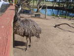 grantville-24/611601/190241---emu-am-18-april (190'241) - Emu am 18. April 2018 im Animal Park von Grantville