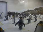(190'478) - Pinguine im Sea Life am 19.