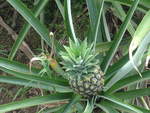(212'358) - Heranwachsende Ananas auf der Ananas-Plantage am 24.