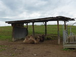 (174'058) - Zwei Kamele am 20. August 2016 in Bsingen