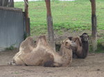 (174'059) - Zwei Kamele am 20. August 2016 in Bsingen