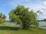 (152'702) - Baum beim Lily Lake am 13.