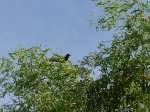 (152'703) - Ein Vogel auf einem Baum am 13. Juli 2014 beim Lily Lake