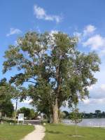 (152'704) - Baum beim Lily Lake am 13. Juli 2014