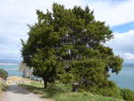 (190'678) - Baum am Mount Maunganui am 21. April 2018 bei Mauao