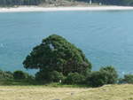 (190'679) - Baum am Mount Maunganui am 21.