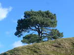 (190'932) - Baum im Hobbiton am 22.