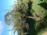 baume/615806/190936---apfelbaum-mit-aepfeln-im (190'936) - Apfelbaum mit Aepfeln im Hobbiton am 22. April 2018 bei Hinuera