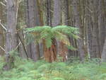 (191'082) - Im Wald im Wai-O-Tapu Thermal Wonderland am 23.