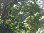 (191'449) - Affen auf dem Baum am 26.
