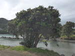 (191'876) - Baum am 29. April 2018 bei Tongaporutu