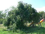 baume/668040/207257---mirabellenbaum-beim-ferienheim-am (207'257) - Mirabellenbaum beim Ferienheim am 4. Juli 2019 in Kavlak