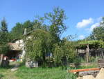 (207'259) - Apfelbaum beim Ferienheim am 4.