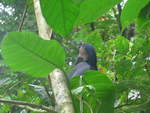 baume/682525/211529---ein-mirador-sitzt-auf (211'529) - Ein Mirador sitzt auf dem Baum im Danaus am 17. November 2019 bei La Fortuna