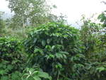 (211'607) - Kaffeepflanzen am 18.