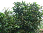 baume/682973/211608---kaffeepflanzen-am-18-november (211'608) - Kaffeepflanzen am 18. November 2019 in Rio Jsus