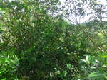 baume/683206/211635---limonenbaum-am-19-november (211'635) - Limonenbaum am 19. November 2019 in Rio Jsus