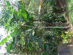 baume/683213/211642---bananenbaum-am-19-november (211'642) - Bananenbaum am 19. November 2019 in Rio Jsus