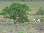 (212'085) - Baum und Pferd beim Vulkan Masaya am 22.
