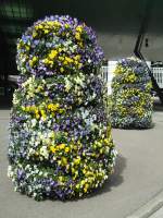 (144'396) - Blumensulen beim Flughafen Zrich am 20. Mai 2013